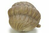 Bargain, Enrolled Asaphus Sulevi Trilobite - Russia #363091-1
